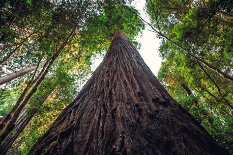 The Tallest Trees In The World And Where To Admire Them