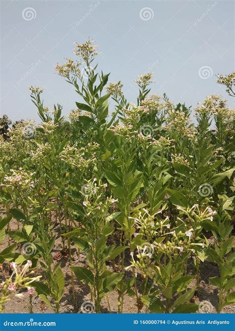 View of a Tobacco Tree Plantation with Flowers Stock Photo - Image of land, mountain: 160000794