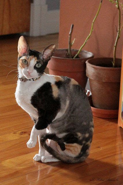 Pretty Cornish Rex Calico Rex Cat Devon Rex Cats Cornish Rex Cat