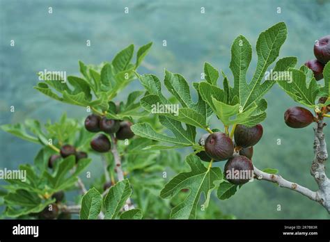 Are The Real Fruits Of This Plant Hi Res Stock Photography And Images