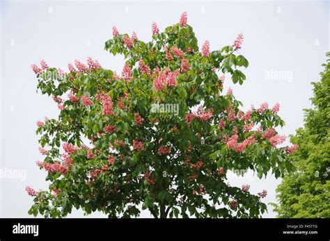 Redflowering Horse Chestnut Stock Photo Alamy