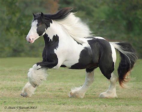 Beautiful Gypsy Clydesdale Horses Horses Pretty Horses