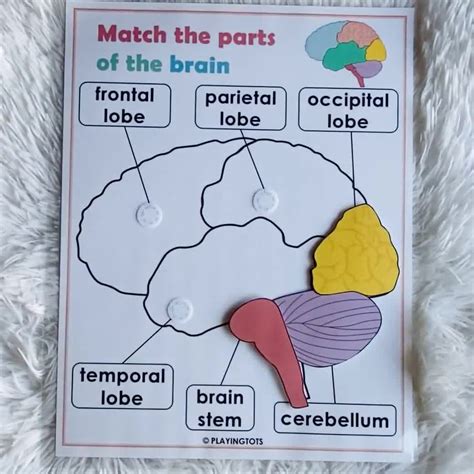 Parts Of The Brain For Kids Worksheet