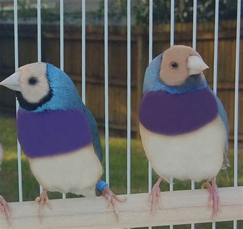 Lady Gouldian Finch For Sale Fly Babies Aviary