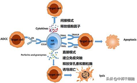 Nk細胞，腫瘤免疫治療的新型手段 每日頭條