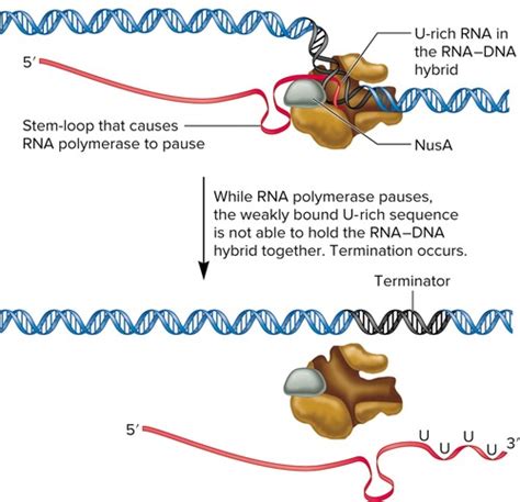 Genetics Chapter 12 HW Flashcards Quizlet