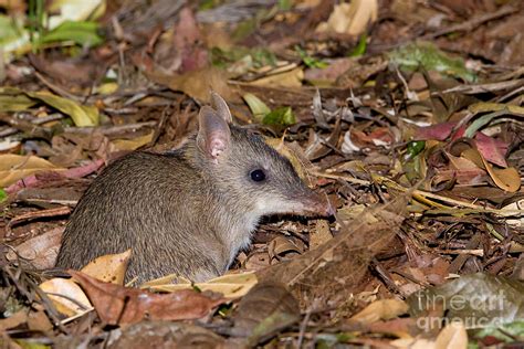 Long-nosed Bandicoot Photograph by B.G. Thomson