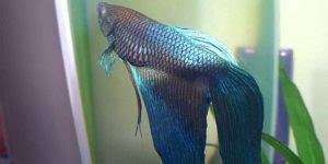 Swim Bladder Disease In Bettas Symptoms Causes Treatment Bettafish Org