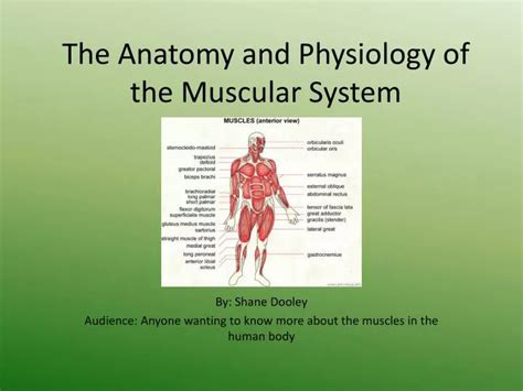 PPT The Anatomy And Physiology Of The Muscular System PowerPoint