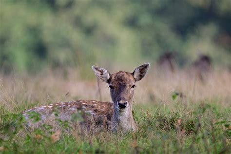 Fallow Deer Fawn Forest Free Photo On Pixabay Pixabay