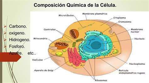 Composicion Quimica De La Celula Ppt