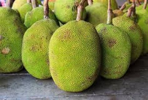 Jackfruit Or Kathal Interesting Facts About This Fruit Amar Ujala