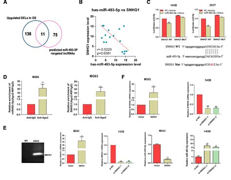 Figure 4 From Snhg1 Functions As An Oncogenic Lncrna And Promotes