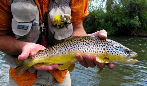 Brown Trout Fish - Facts, Information & Pictures