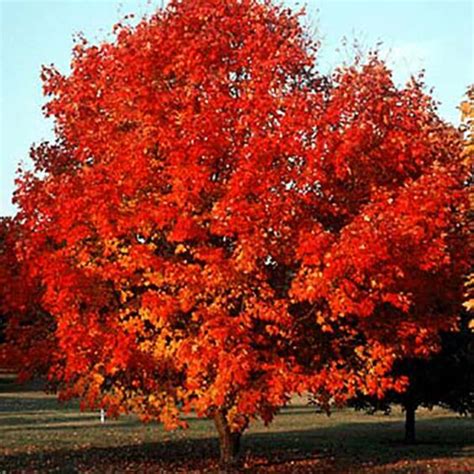 Green Mountain® Sugar Maple Trees For Sale Mckay Nursery