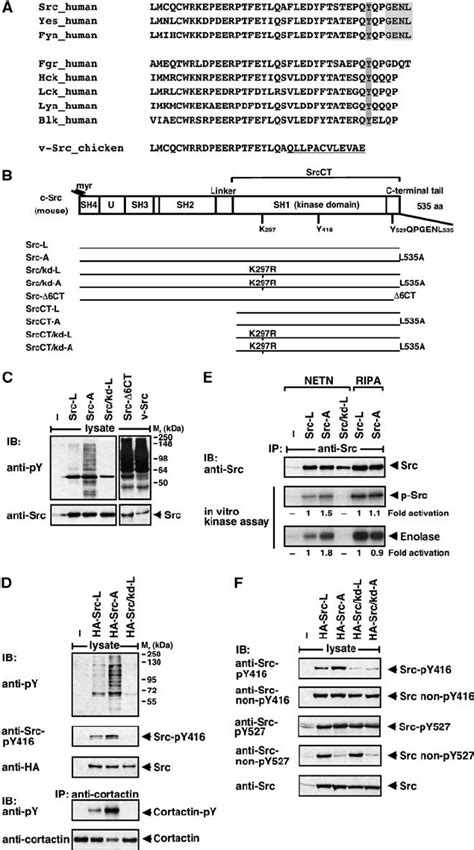 Regulation Of C Src By Its Very C Terminal Sequence A C Terminal