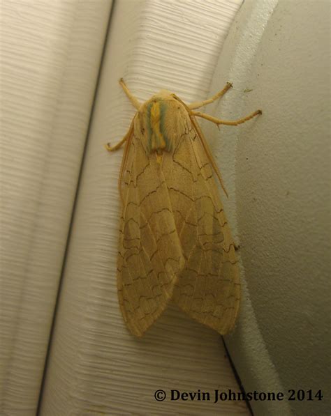 Banded Tussock Moth or Pale Tiger Moth Halysidota tessellaris (J.E