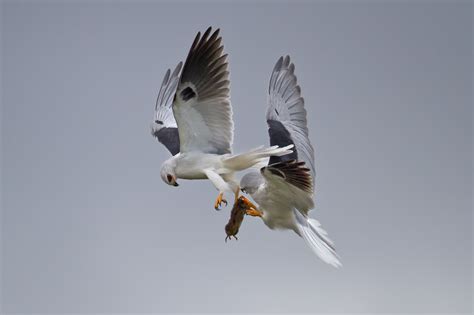 The White Tailed Kite