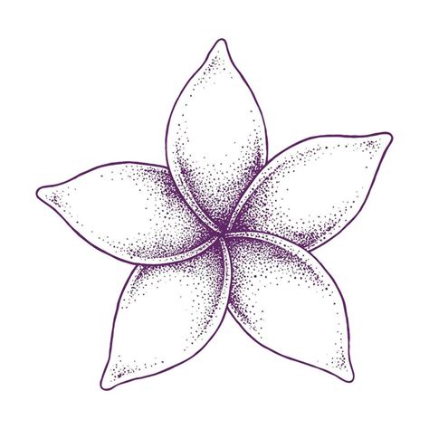 Frangipani Flower Hand Drawn 24244039 Vector Art At Vecteezy