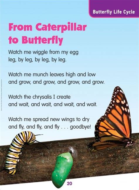 From Caterpillar To Butterfly Butterfly Life Cycle Science Poem