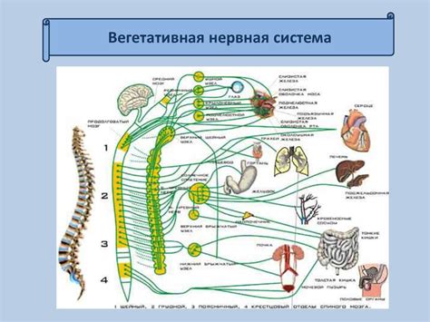 Ветеринария вегетативная нервная система фото презентация