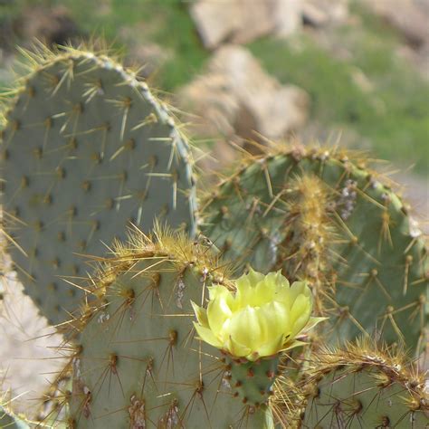 Pancake Prickly Pear Cactus Of Metro Phoenix April 2021 Ecoquest