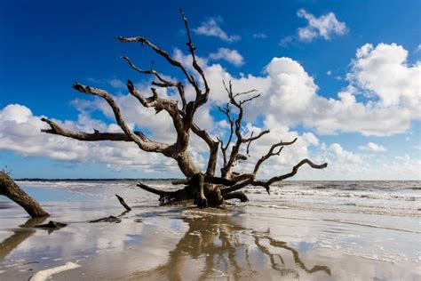 Driftwood Beach, Jekyll Island, Georgia | PHOTO AMERICA