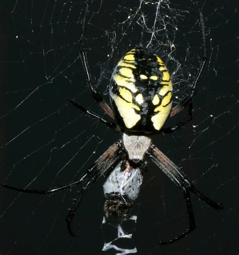 Black And Yellow Argiope Spider Bite