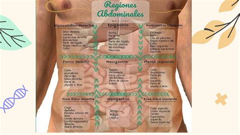 ECOGRAFIA ABDOMINAL Y SU ANATOMIA Pptx