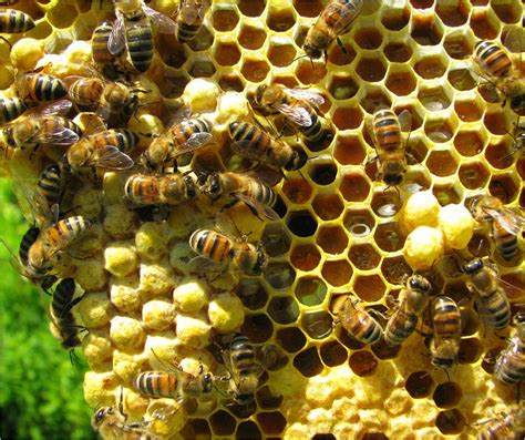 Mixed Brood Comb Honey Bee Suite