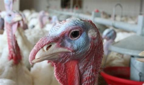 Avian flu hits four more turkey farms in Midwest | CIDRAP