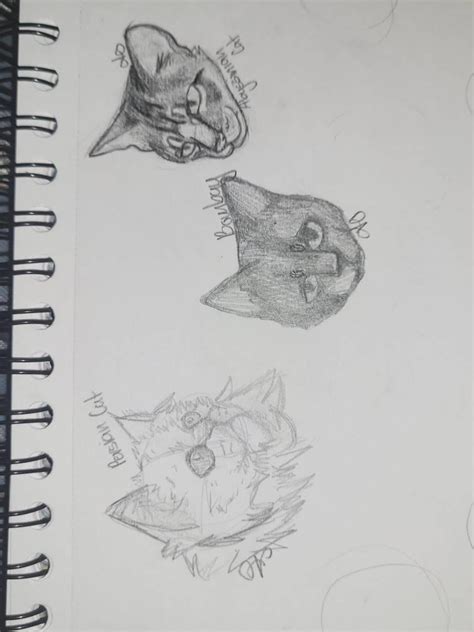 Realistic cat sketches by Kalyspo on DeviantArt