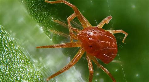 Los Mejores M Todos Para Eliminar La Ara A Roja De Tus Plantas