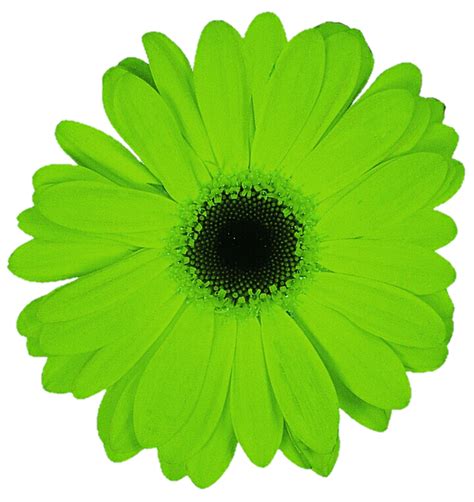 Lime Green Gerbera Daisy by jeanicebartzen27 on DeviantArt