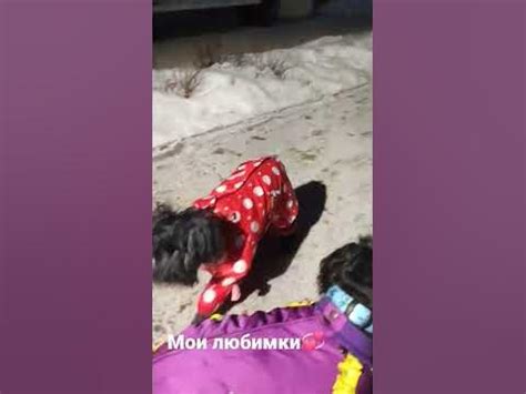 #милашки #собачки #дружнаясемейка #прогулка - YouTube