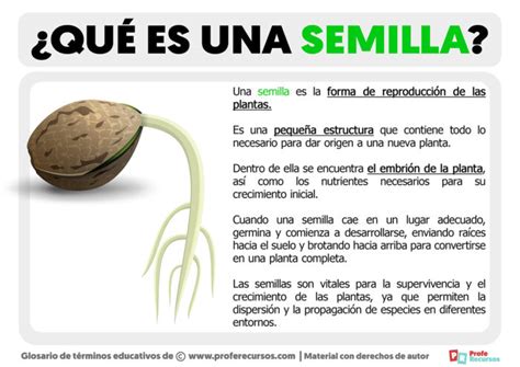 Qu Es Una Semilla Definici N De Semilla