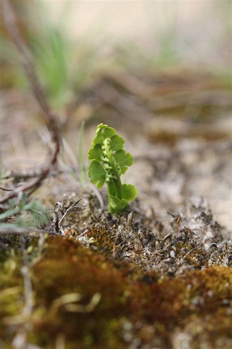 Pflanze Des Monats Echte Mondraute Stiftung Naturschutz Berlin