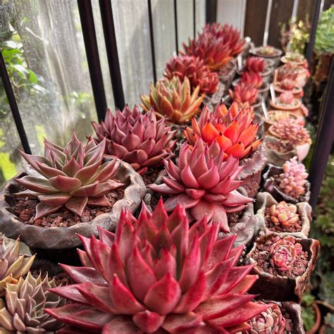 Transform Your Garden With Gorgeous Red Succulents!