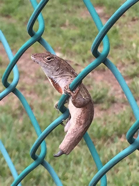 Mutant lizard just vibing : r/mildlyinteresting