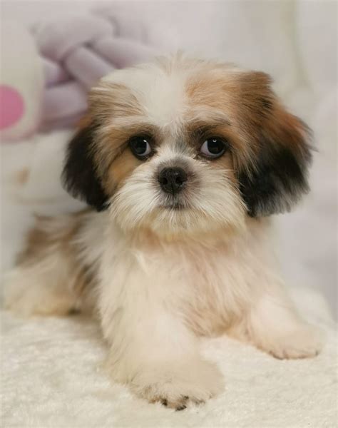 Shih Tzumale3months02 Puppy Singapore