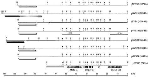 Aligned Restriction Maps Of Selected Plasmids Of Types A And B