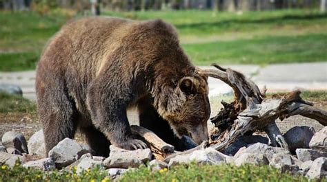 How To Survive A Bear Encounter American Gun Association