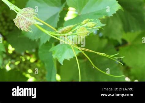 Grape Phylloxera Daktulosphaira Vitifoliae On The Vine Leaves Leaf