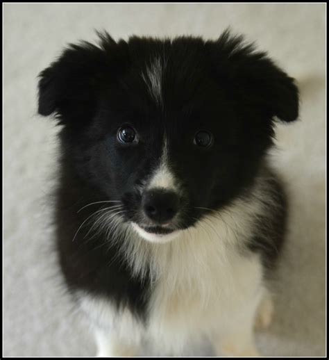 50 Free Pictures Of Cute Border Collie Puppy Royalty Free Images Hubpages