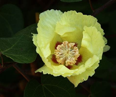 San Marcos Hibiscus Gossypium Harknessii Close Up Yellow Blossom