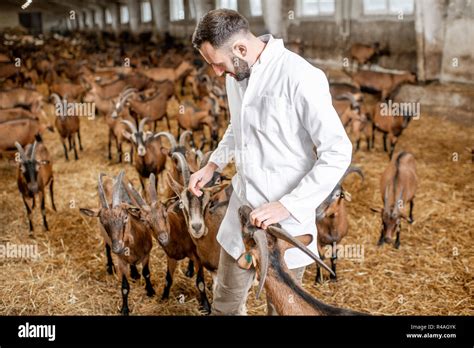 Male Veterinarian In Uniform Taking Care Of The Beautiful Goats Of