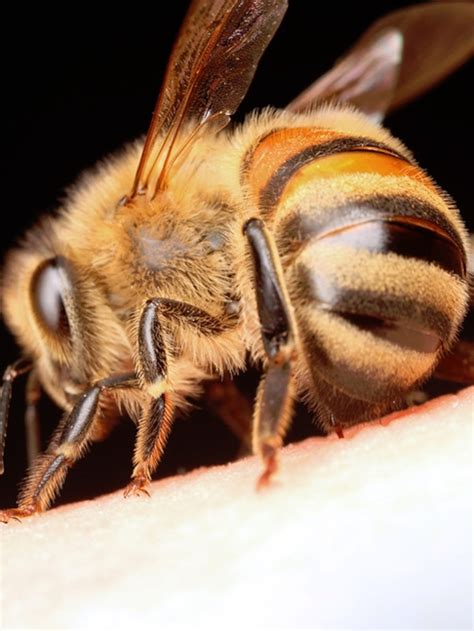 Can Bee Stings Hurt Dogs