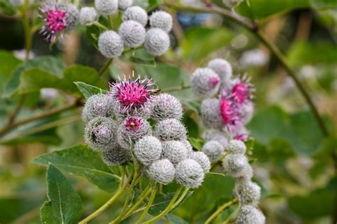 Premium Photo Arctium Lappa Commonly Called Greater Burdock