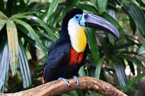 Channel-billed Toucan (Ramphastos vitellinus) - ZooChat