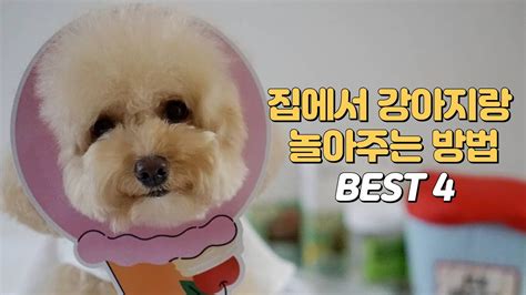 효과 만점 집에서 심심한 강아지랑 놀아주는 방법 Best 4 Feat 노즈워크 장난감 만들기 강아지 놀아 주기 최신